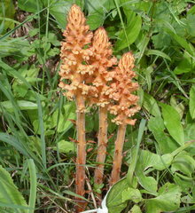 Orobanche flava