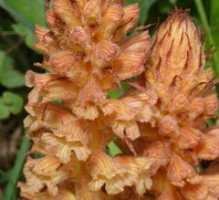 Orobanche flava