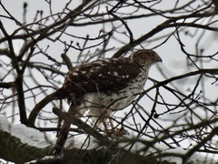 Accipiter cooperii