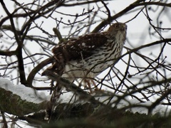 Accipiter cooperii