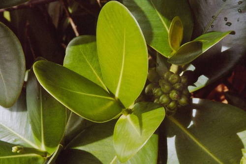Clusia mangle