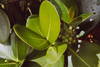 Clusia mangle - Photo (c) Michael 2020, some rights reserved (CC BY-NC), uploaded by Michael 2020
