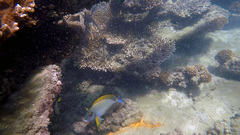 Acanthurus dussumieri