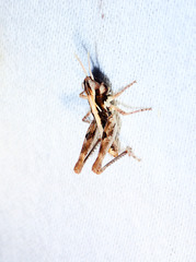 Eupnigodes sierranus
