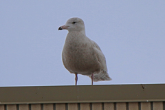 Larus hyperboreus