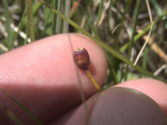 Libertia peregrinans