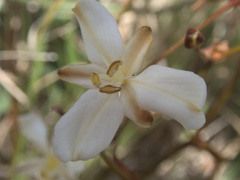 Libertia peregrinans
