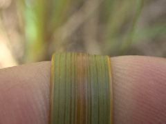 Libertia peregrinans