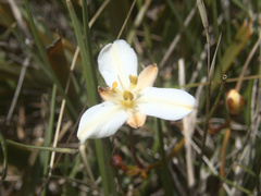 Libertia peregrinans