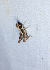 Eupnigodes sierranus