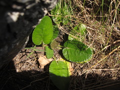 Dorstenia brasiliensis