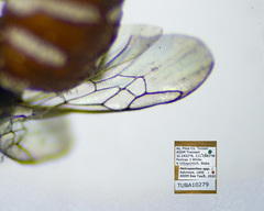 Holcopasites minimus