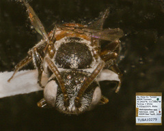 Holcopasites minimus