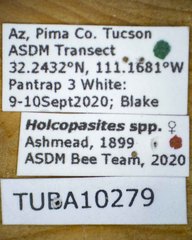 Holcopasites minimus