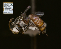 Holcopasites minimus