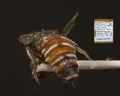 Holcopasites minimus