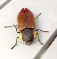 Temognatha variabilis
