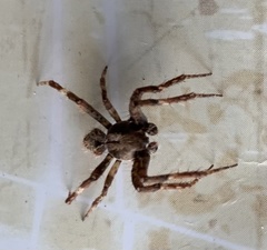 Pararaneus
