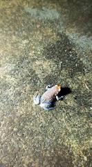 Pseudophryne australis