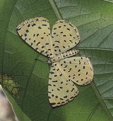 Argyrogrammana stilbe holosticta