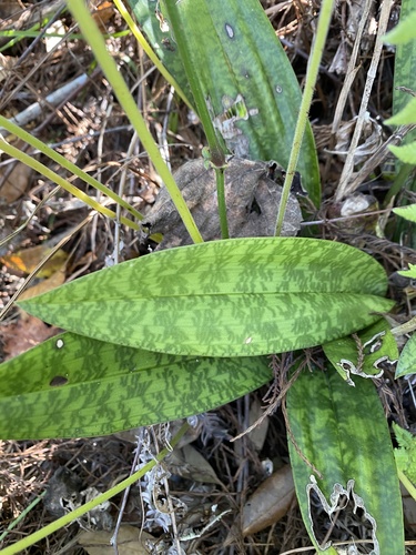 Monk Orchid