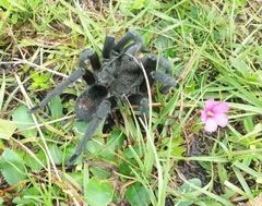 Grammostola quirogai