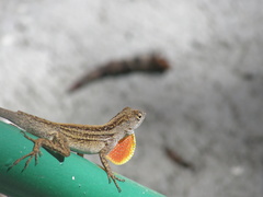 Anolis sagrei