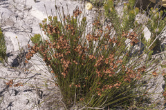 Staberoha distachyos