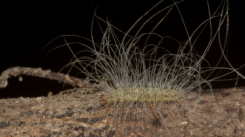 Eudesmia menea