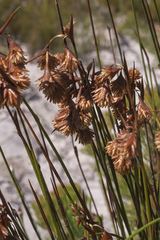 Staberoha distachyos