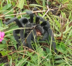 Grammostola quirogai