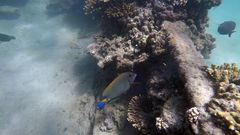 Acanthurus dussumieri