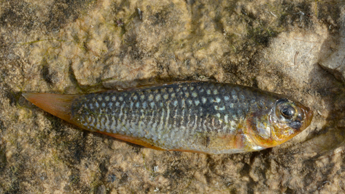 Orange flagfish (Garmanella pulchra) — Cyprinodontidae — 4
