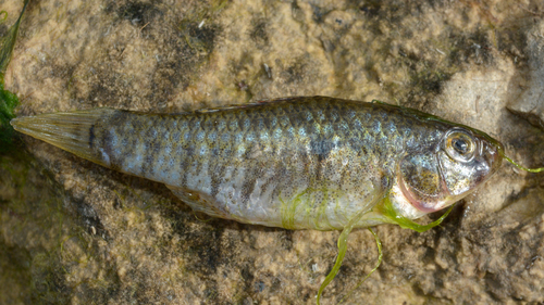 Orange flagfish (Garmanella pulchra) — Cyprinodontidae — 3