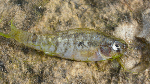 Orange flagfish (Garmanella pulchra) — Cyprinodontidae — 5