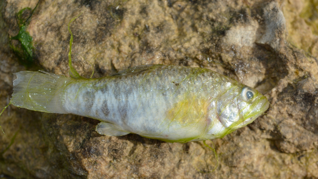 Yucatan pupfish (Cyprinodon artifrons) — Cyprinodontidae
