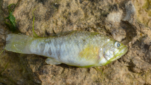 Yucatan pupfish (Cyprinodon artifrons) — Cyprinodontidae