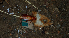 Shelfordella lateralis