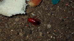 Shelfordella lateralis