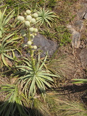 Eryngium megapotamicum