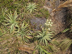 Eryngium megapotamicum