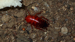 Shelfordella lateralis