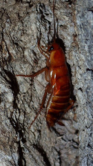 Shelfordella lateralis