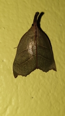 Ramphidium pselaphialis