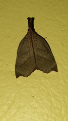 Ramphidium pselaphialis