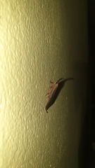 Ramphidium pselaphialis