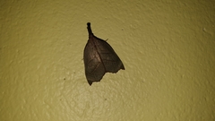 Ramphidium pselaphialis