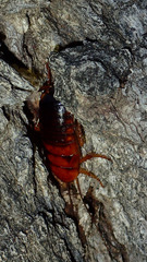 Shelfordella lateralis