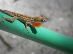 Anolis sagrei