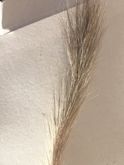 Chaetodipus penicillatus